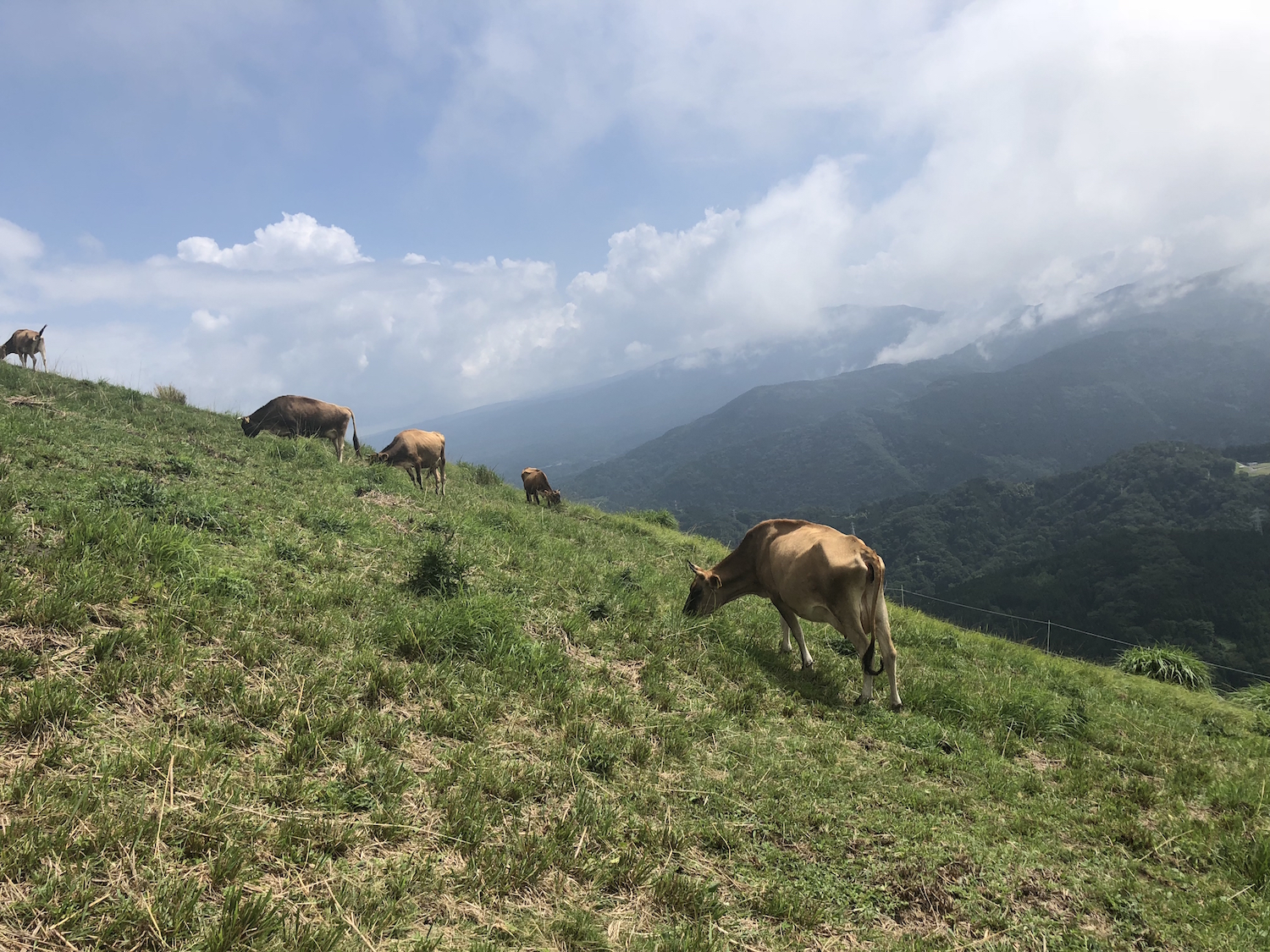 写真 2018-07-29 13 34 50 – 薫る野牧場