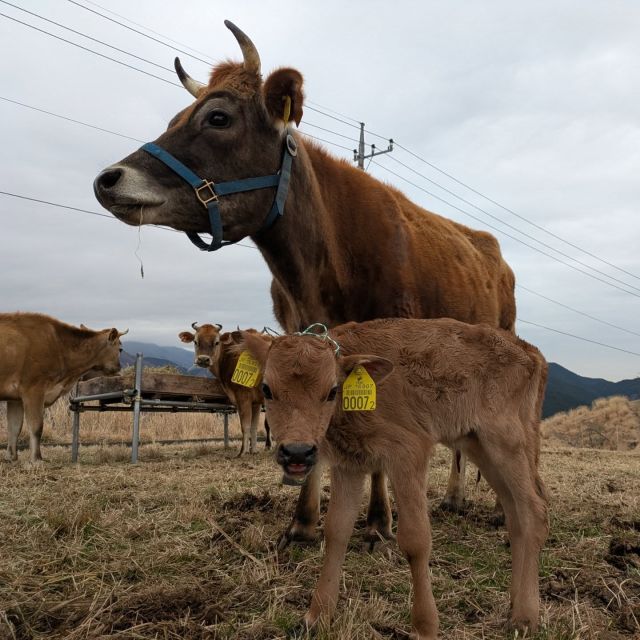 【みそら出産】

3/30夕方、初産のみそらが男の子を出産しました。
産まれた子牛を舐め、立ち上がった後も気にして追いかける母みそらでしたが、お乳を飲もうと近づく子牛を蹴ってしまい、子牛が初乳を飲めません。
初めてのお産で状況を理解しきれず、たまに起こると聞いていたことですが、薫る野牧場では今まで経験がありません。
しばらく様子を見ましたが、季節外れの冷たい雪混じりの雨と北風で子牛が弱ってしまい、小屋へ避難させました。
産まれてすぐの子牛は、母牛の初乳からたくさんの栄養と免疫物質をもらうことで、外の世界で生きていける身体が作られますが、今回それを飲むことができず、体温も下がり、放っておけばおそらく死んでしまいます。

こういう事態のためにと、過去に出産した母牛の初乳に余力があった時、搾って冷凍しておいたものが役に立ちました。　
濡れた子牛をドライヤーで乾かし、毛布でくるみ、解凍初乳を温めて飲ませ、次第に体温も戻って活力が出てきました。

ただ、このまま人間が育てるよりも、母牛に任せた方が安心です。
授乳練習のため母みそらをロープで繋ぎ、蹴らないよう器具を付け、子牛の口を母の乳頭へ持っていき吸わせます。
母みそらも次第に慣れ、ようやく雨が止んだ産後5日目に子牛を外へ出し、今後は親子で頑張ってもらうことにしました。

育児は牛まかせの山地酪農ですが、完全に放置してしまうと今回のようなことで命が失われることもあります。
必要に応じて人間が手を貸す判断をすることも大事なのだなと感じました。

ーーーーーーーーーー

そんな状況のため、ポツンと一軒家放送後のお問い合わせに対し、ほとんどお返事ができておりません。
これから順番に対応させていただきますが、牧場作業の合間に行うため、時間がかかりますことをご了承ください。

薫る野牧場オンラインストアでは、現在受注を停止しております。
すでにいただいたご注文も、出荷完了は8月頃までかかる可能性があります。
商品ページの「再入荷お知らせ」から登録すると、受注再開時に通知を受け取れますのでご利用ください。

各お取り扱い店さまでも、しばらくは入荷後すぐに完売してしまうことが予想されます。
売切れの際は何卒ご容赦ください。

また、全国各地には山地酪農を行う牧場が少しずつ増えています。
ぜひお近くの地域で探してみていただき、そちらで乳製品をお求めいただくことも、山地酪農の応援に繋がります。
どうぞご検討くださいませ。